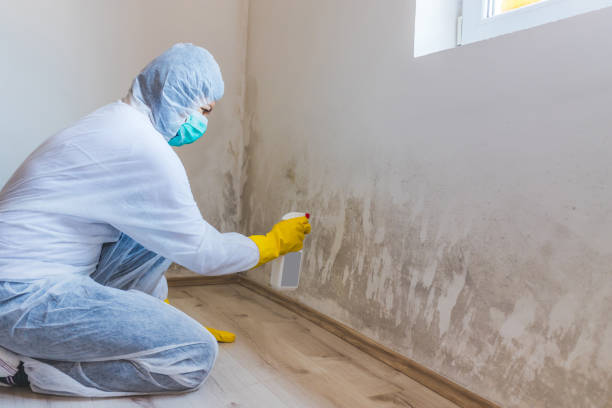 Licensed Mold Inspection service in Elgin, MN - WQB Mold Removal